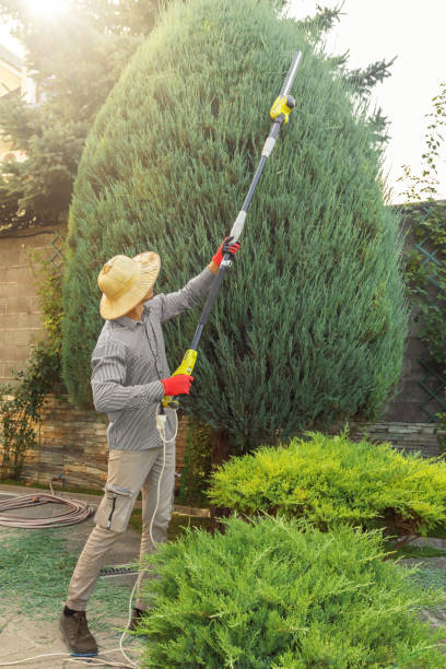 Emergency Storm Tree Removal in Heidelberg, TX